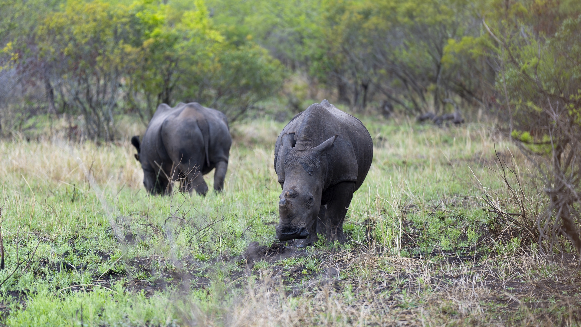 Kruger25 2025 10 30 08 59 39 ILCE 9M3 974